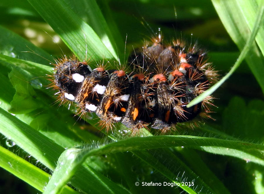 Acronicta (Viminia) rumicis e una Noctuidae Heliothinae